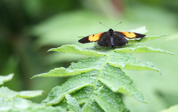 Butterfly sp. Ecuador IMG_4515