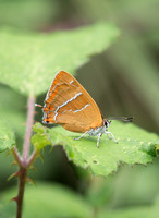 2023 08 14 Brown Hairstreak Whitecross Green Wood Bicester Oxfordshire_Z5A9732