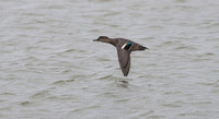 2023 10 21 Teal Minsmere RSPB SuffolkB81A5054