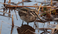 2023 10 14 Jack Snipe St Mary's Isles of Scilly Cornwall B81A3429