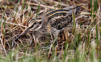 2023 10 14 Jack Snipe St Mary's Isles of Scilly Cornwall B81A3529