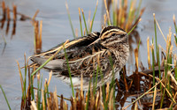 2023 10 14 Jack Snipe St Mary's Isles of Scilly Cornwall B81A3646
