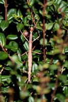 2023 10 14 Prickly Stick Insect St Mary's Isles of Scilly Cornwall B81A2156