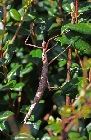 2023 10 14 Prickly Stick Insect St Mary's Isles of Scilly Cornwall B81A2171