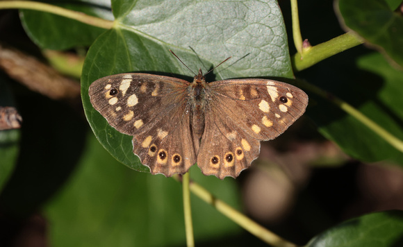 2023 10 14 Speckled Wood St Mary's Isles of Scilly Cornwall B81A3336