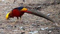 2023 10 15 Golden Pheasant Tresco Isles of Scilly Cornwall B81A3795