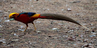 2023 10 15 Golden Pheasant Tresco Isles of Scilly Cornwall B81A3822