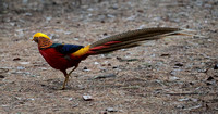 2023 10 15 Golden Pheasant Tresco Isles of Scilly Cornwall B81A3833