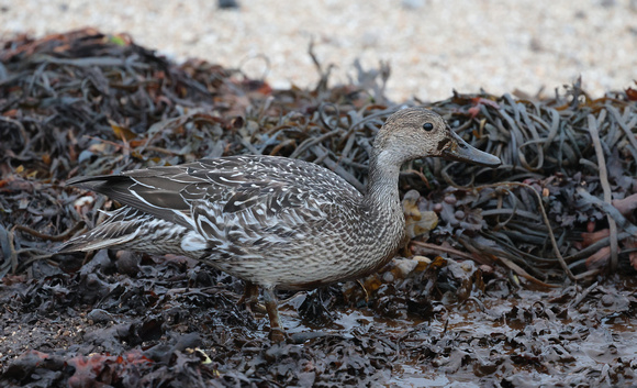 2023 10 17 Pintail St Marys Isles of Scilly Cornwall B81A4270