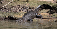 2023 11 14 Saltwater Crocodile Daintree Queensland Australia B81A5326