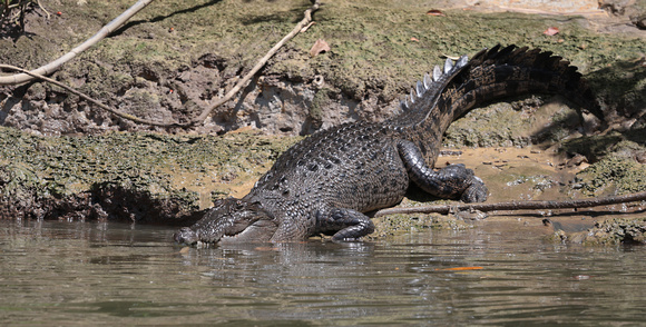 2023 11 14 Saltwater Crocodile Daintree Queensland Australia B81A5326