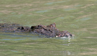 2023 11 14 Saltwater Crocodile Daintree Queensland Australia B81A5365