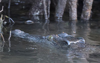 2023 11 14 Saltwater Crocodile Daintree Queensland Australia B81A5727