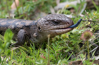 2023 11 21 Blue Tongued Lizard Cape Lip Trap Victoria Australia B81A3738
