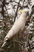 2023 11 24 Sulphur Crested Cockatoo Historic Woodland Park Melbourne Victoria Australia B81A8293