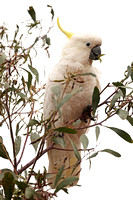 2023 11 24 Sulphur Crested Cockatoo Historic Woodland Park Melbourne Victoria Australia B81A8267
