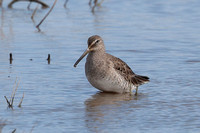 2024 03 23 Long Billed Dowitcher Cley Marshes Norfolk_81A4011
