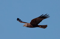 2024 03 23 Marsh Harrier Cley Marshes Norfolk_81A4301