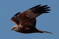 2024 03 23 Marsh Harrier Cley Marshes Norfolk_81A4462