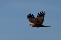 2024 03 23 Marsh Harrier Cley Marshes Norfolk_81A4455