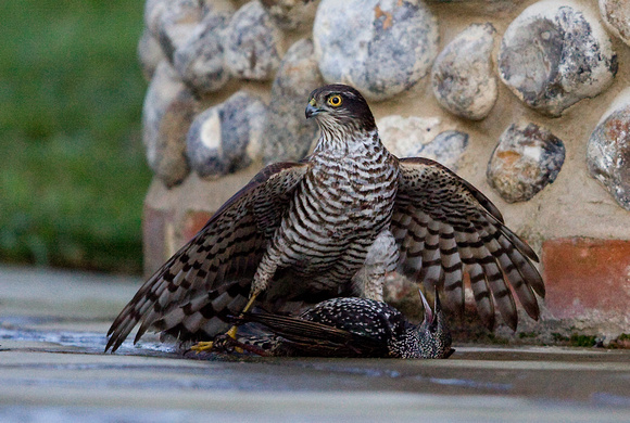 Sparrowhawk Norfolk_MG_3276