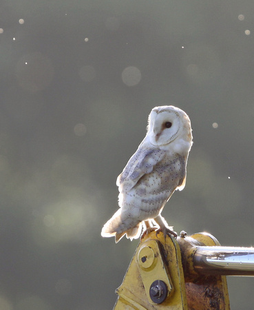 Barn Owl Norfolk IMG_5292
