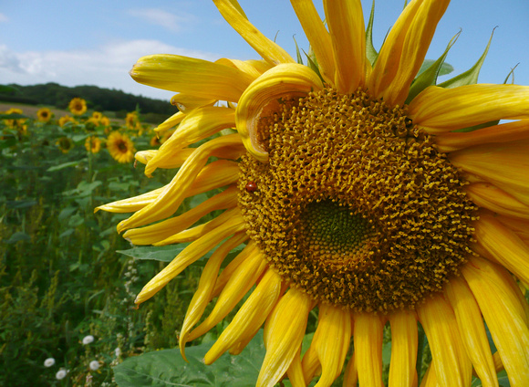 Sunflowers NorfolkP1030710