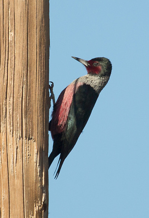 Lewis's Woodpecker California_Z5A5662