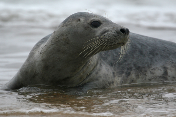 Grey Seal Norfolk IMG_3378