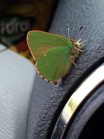 Green Hairstreak Butterfly  Scotland!cid_5125BC3A-3B6E-43C3-9542-C44FDBB960F2