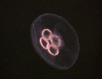 Moon Jellyfish Scotland_MG_1415