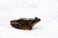 Common Frog Scotland_MG_3940