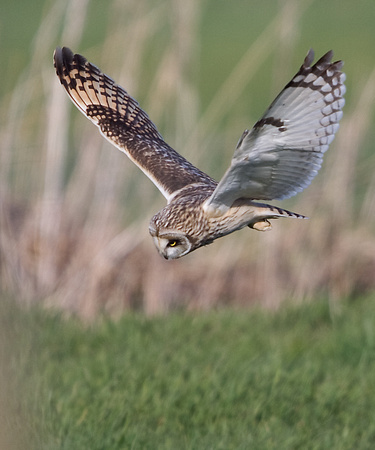 Short eared Owl Norfolk_MG_6171
