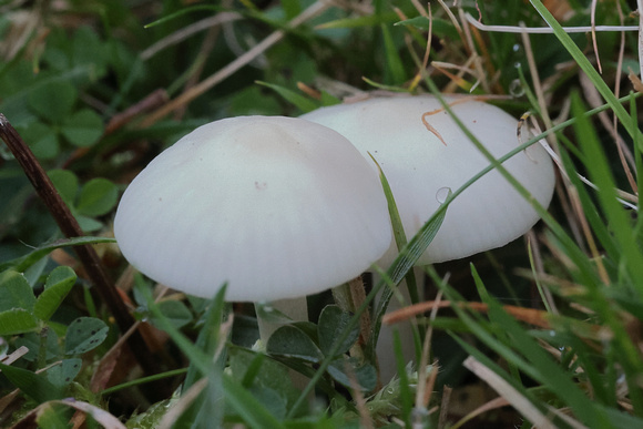 2024 11 10 Snowy Waxcap Felbrigg Hall Park Felbrigg Norfolk_81A2327