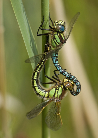Hairy Dragonflies (Male & Female) Norfolk_MG_1217