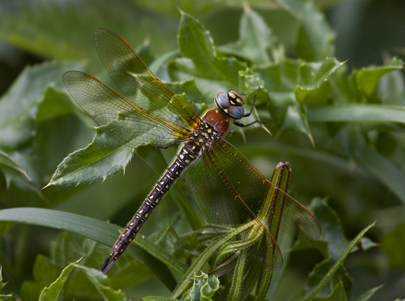 Hairy Dragonfly Suffolk_MG_7849