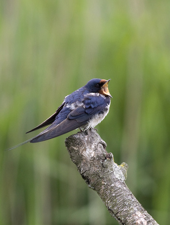 Swallow Norfolk_MG_2618