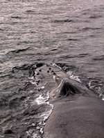 Humpback Whale USA IMG_6969