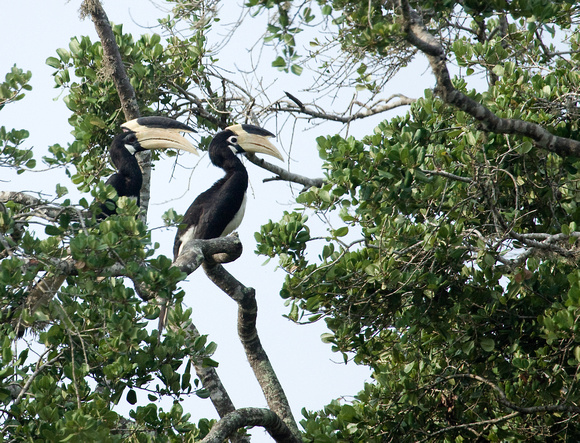Malabar Pied Hornbill Sri Lanka_MG_2542