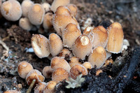 2024 11 10 Glistening Inkcap Felbrigg Hall Park Felbrigg Norfolk_81A2189