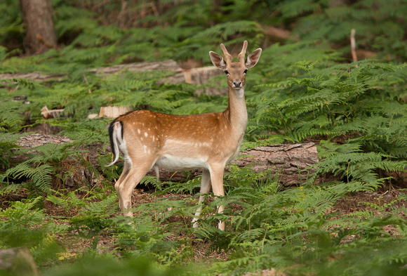 Fallow Deer East Sussex_Z5A2526