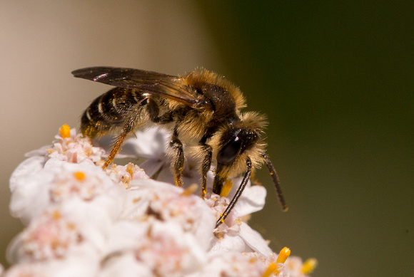 Bee sp Norfolk_Z5A3223