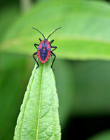 Shield Bug sp.  Ecuador IMG_4212