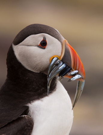 Puffin  Northumberland_Z5A4334
