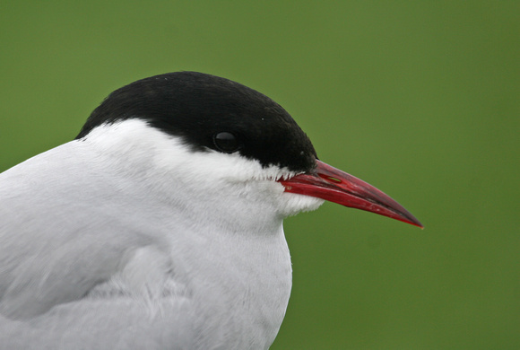 Arctic Tern Northumberland  IMG_4722