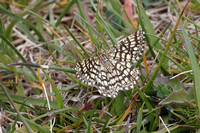 2025 05 18 Lattice Heath Moth Foulden Common Norfolk_81A2032
