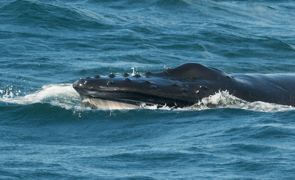 Humpback Whale off Grand Manan Island New Brunswick Canada_Z5A1875