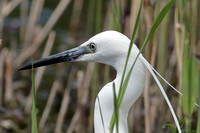 2025 05 31 Little Egret Lakenheath Suffolk_81A8644