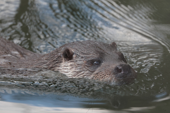 2025 03 20 Otter Mildenhall Norfolk_81A1870
