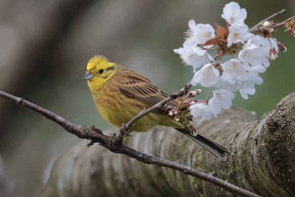 2025 04 13 Yellowhammer Loch Spynie Moray Scotland_81A9705